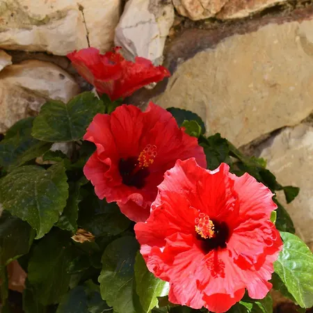 Julieta Stone Vila *